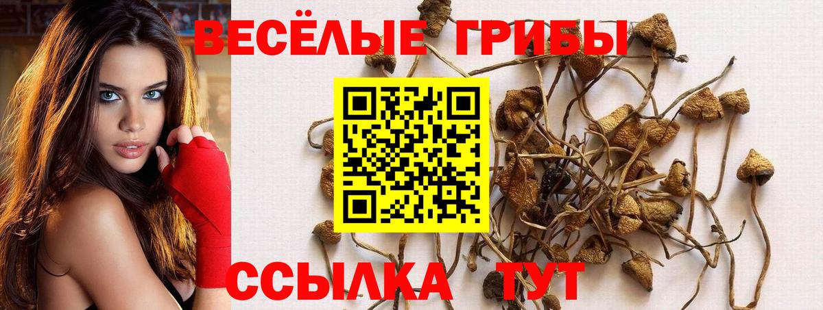 Щёлково  Псилоцибиновые грибы Cubensis  купить   Псилоцибиновые грибы GOLDEN TEACHER  Вход с VPN 